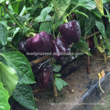 SP29 Ziyan средне-раннего срока созревания гибрид F1 фиолетовый сладкий перец семена